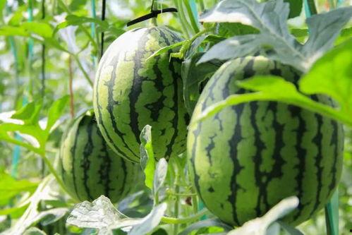 朝阳吃瓜群众网 吃瓜黑料,吃瓜黑料背后的真相