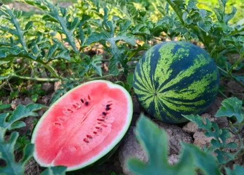 朝阳吃瓜群众网 吃瓜黑料,吃瓜黑料背后的真相